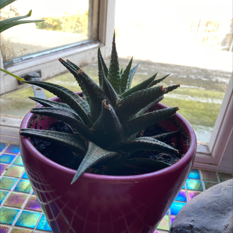 Zebra Plant plant photo by Chantal named Your plant on Greg, the plant care app.