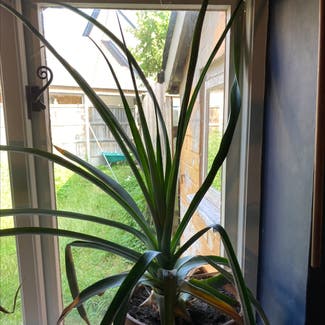Pineapple plant in Lackford, England