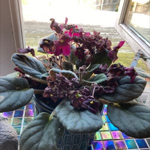 African Violet plant photo by Chantal named Your plant on Greg, the plant care app.