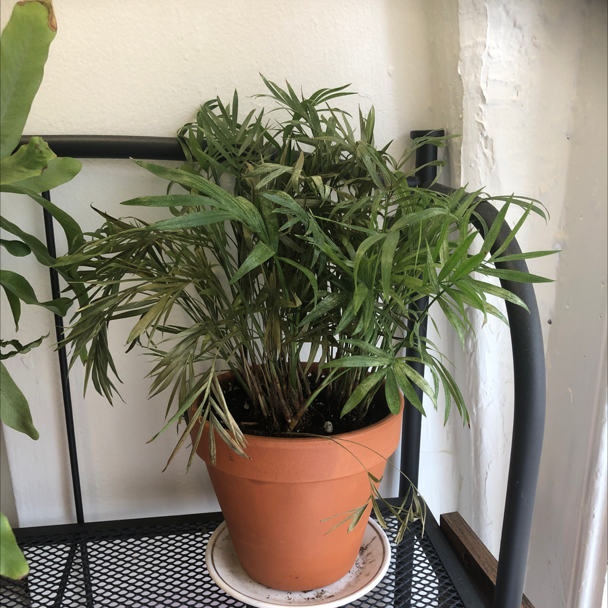 Parlour Palm plant photo by @ashleighrobb named Sunny on Greg, the plant care app.
