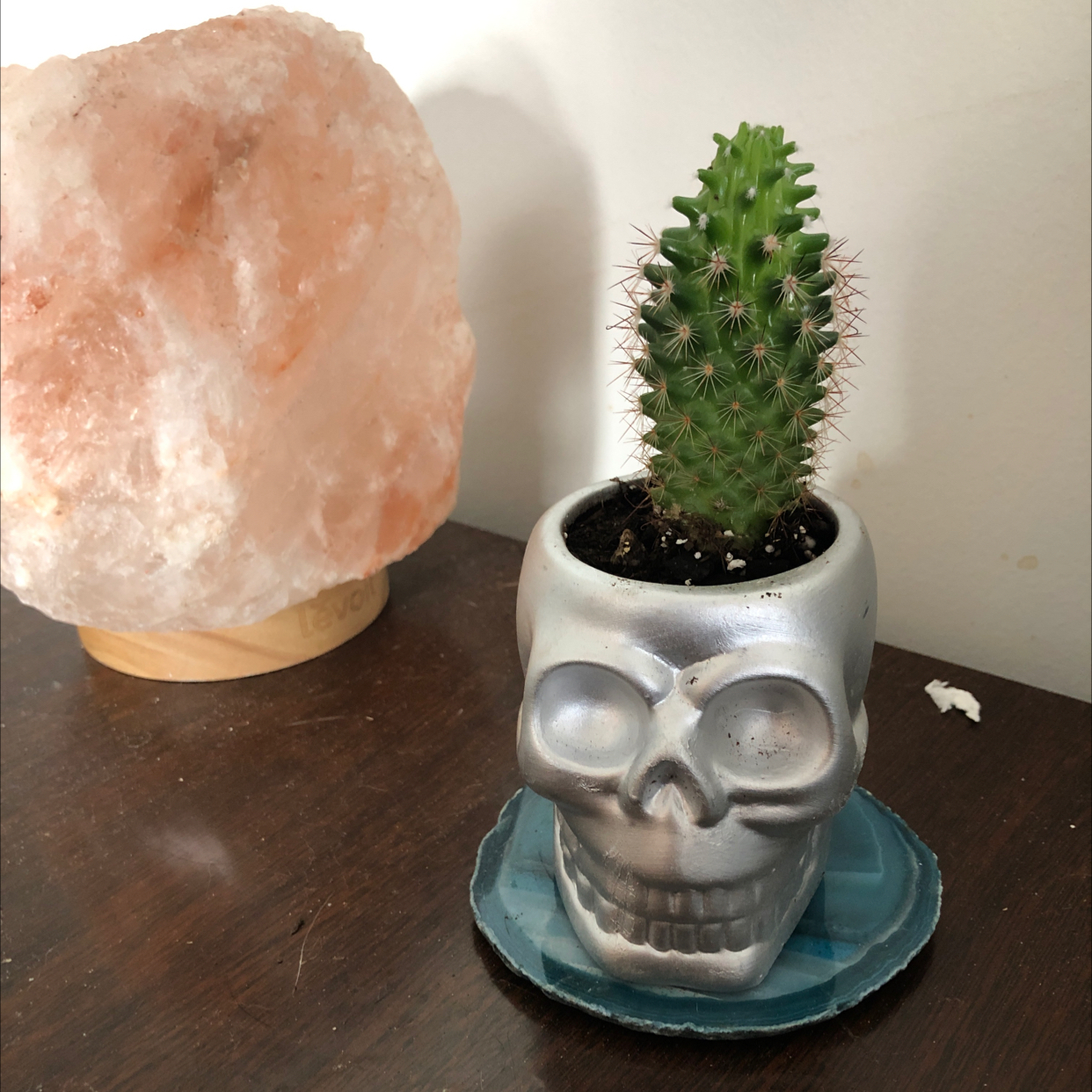 Lady Finger Cactus in a skull-shaped pot on a blue coaster, with visible soil.