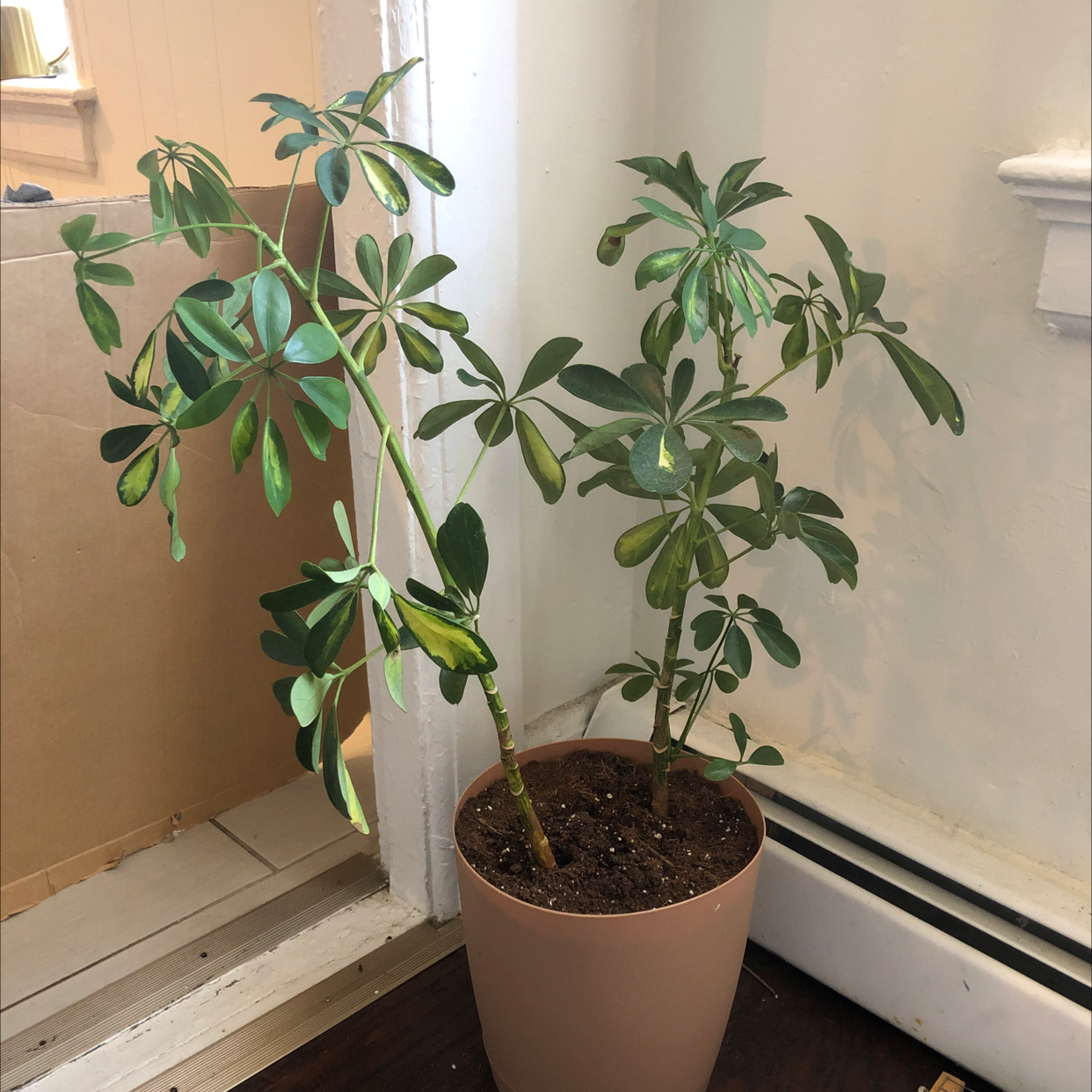 Dwarf Umbrella Tree plant photo by @ashleighrobb named Double on Greg, the plant care app.