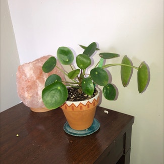 Chinese Money Plant plant in Providence, Rhode Island