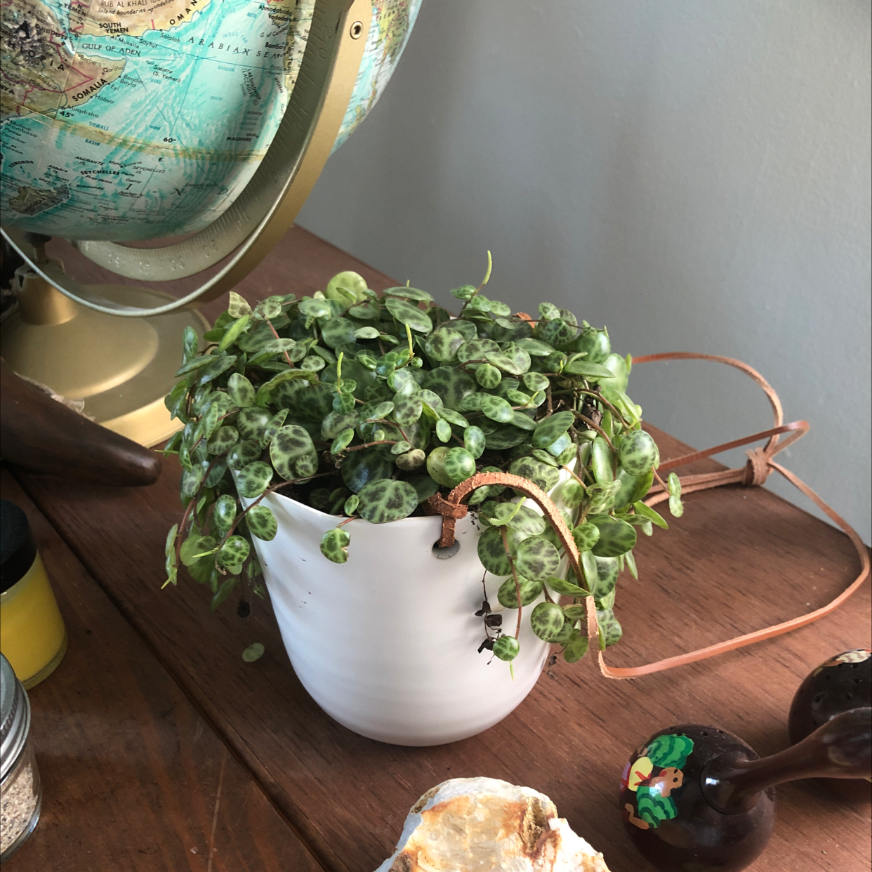 String of Turtles plant in a white pot on a wooden surface, appears healthy.
