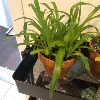 Spider Plant plant in Providence, Rhode Island