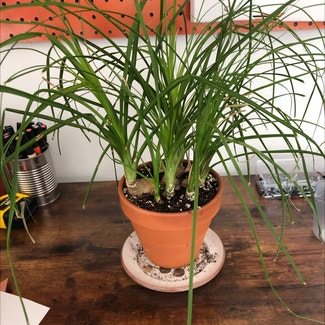 Ponytail Palm plant in Providence, Rhode Island