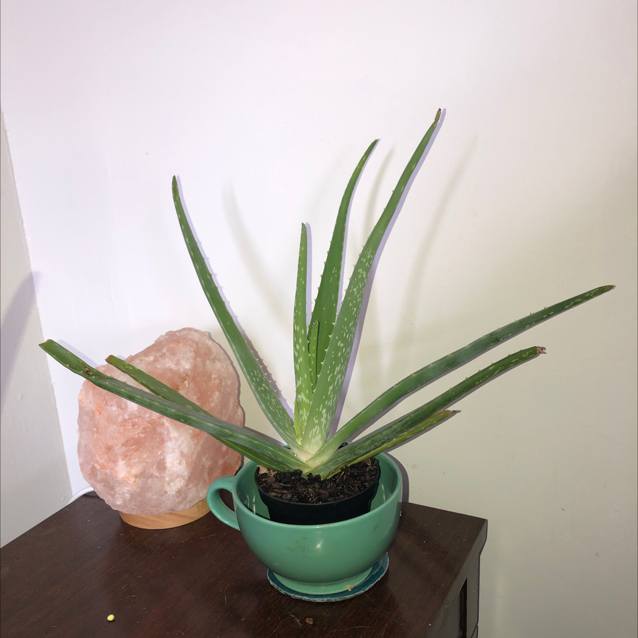 Aloe vera plant photo by @ashleighrobb named Al on Greg, the plant care app.
