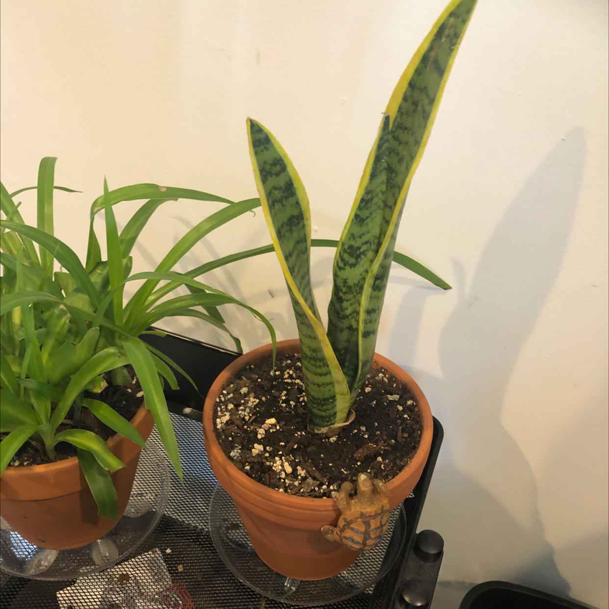 Snake Plant plant photo by @ashleighrobb named Basilisk on Greg, the plant care app.