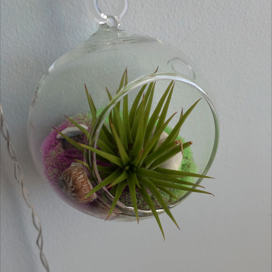 Medusa Head Air Plant in a glass terrarium with vibrant green leaves.