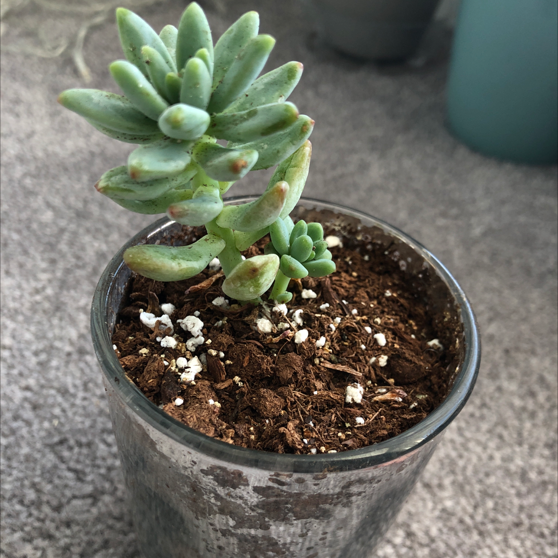 Jelly Bean Plant (Sedum rubrotinctum) in a small pot with visible soil.