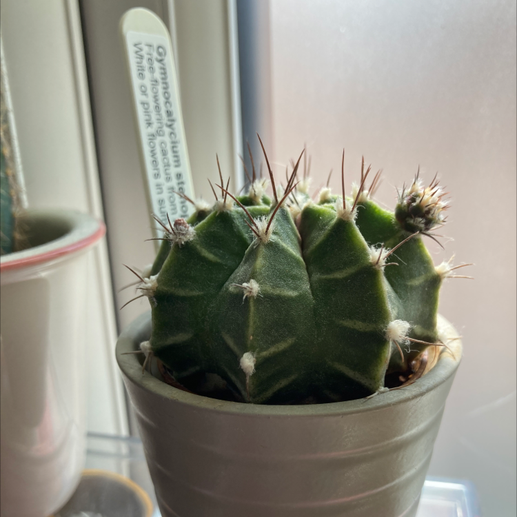 Gymnocalycium stenopleurum plant photo by Dannielle named Bennie on Greg, the plant care app.