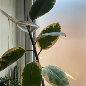 Variegated Rubber Tree plant photo by Dannielle named Ophelia on Greg, the plant care app.