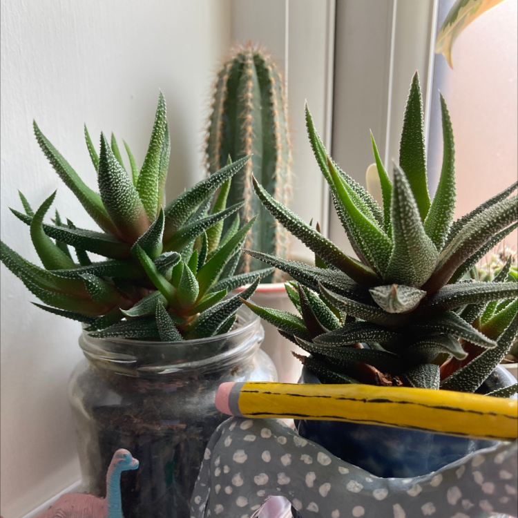Zebra Plant plant photo by Dannielle named Pelle & Bjorn on Greg, the plant care app.