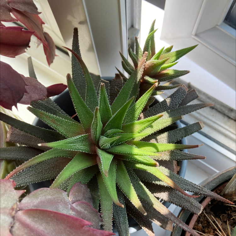 Zebra Plant plant photo by Dannielle named Ulla on Greg, the plant care app.