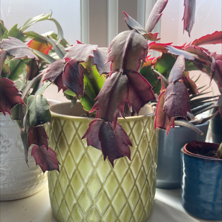 False Christmas Cactus plant photo by Dannielle named Sheila on Greg, the plant care app.