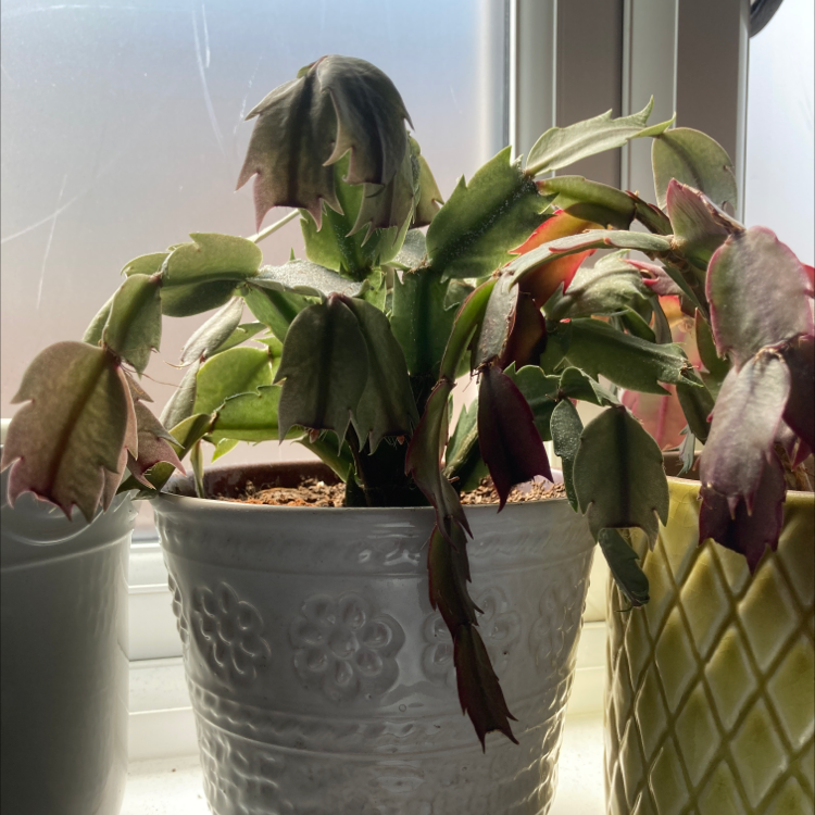 False Christmas Cactus plant photo by Dannielle named Freida on Greg, the plant care app.