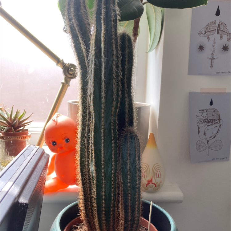 Blue Columnar Cactus plant photo by Dannielle named Lenor on Greg, the plant care app.