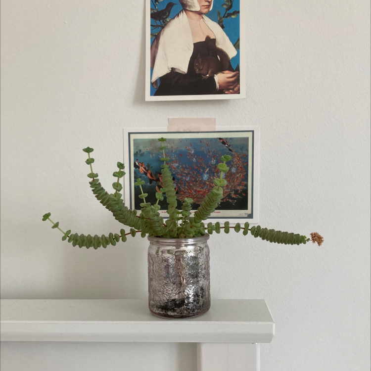 Crassula Rupestris plant photo by Dannielle named Fergie on Greg, the plant care app.