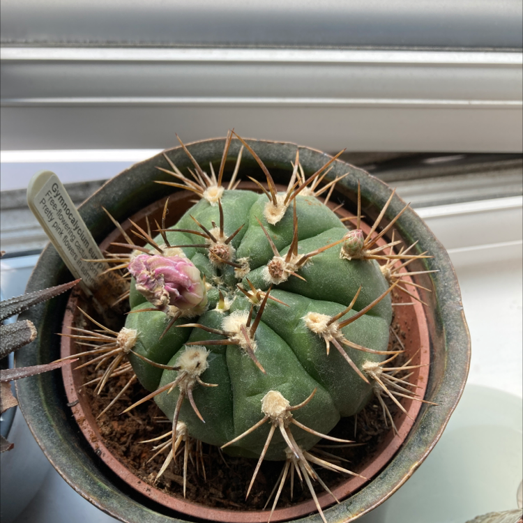 Gymnocalycium cardenasianum plant photo by Dannielle named Giulia on Greg, the plant care app.
