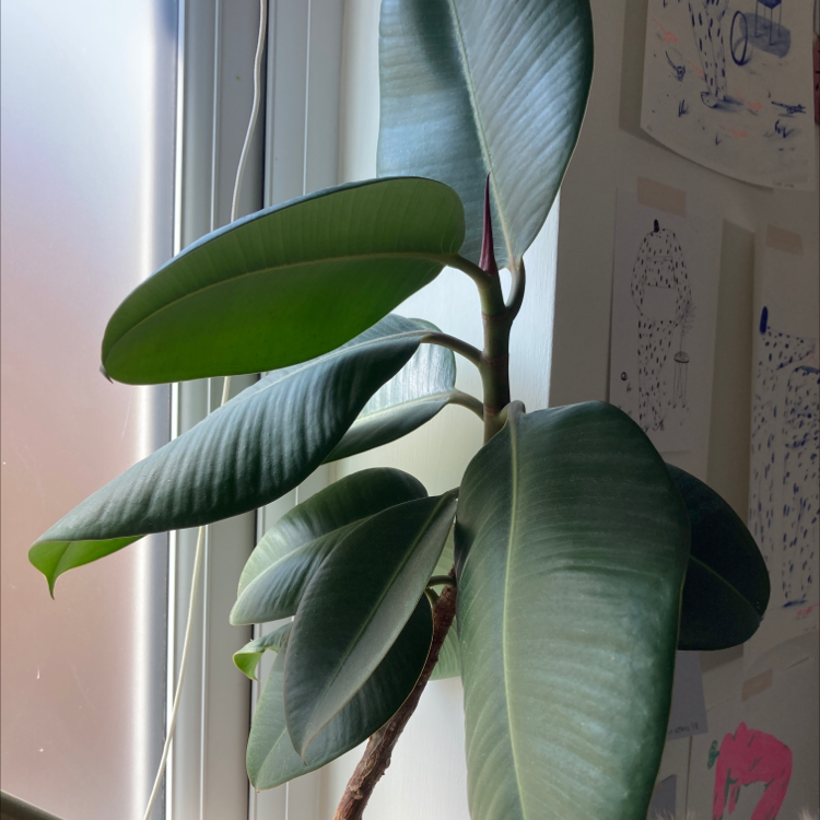 Ficus Robusta plant near a window with healthy green leaves.