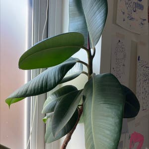 Ficus Robusta plant photo by Dannielle named Rubberto on Greg, the plant care app.