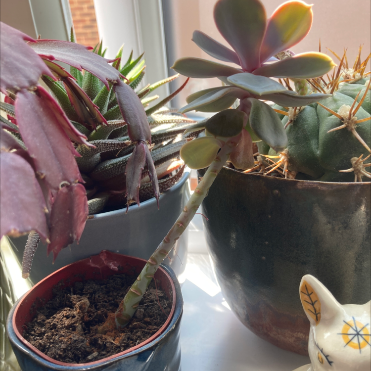 Echeveria 'Perle von Nurnberg' plant photo by Dannielle named Lena on Greg, the plant care app.