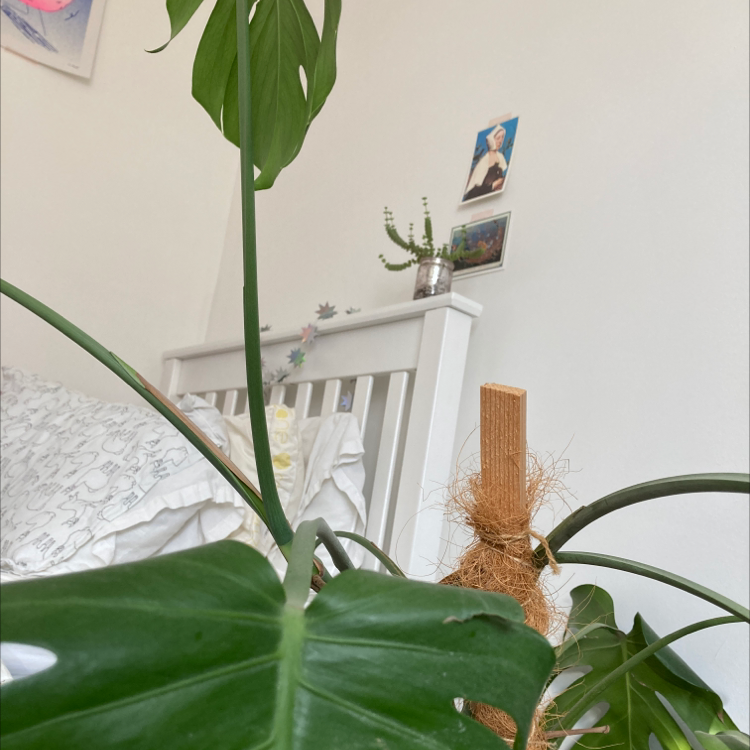 Monstera plant photo by Dannielle named Elmer on Greg, the plant care app.