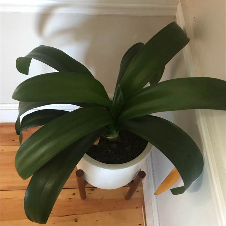 Potted Bush Lily with broad green leaves, one leaf showing yellowing at the tip.