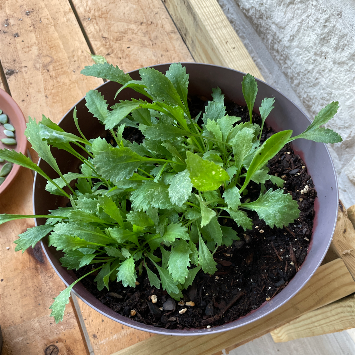 Photo of the plant species Ox-Eye Daisy by @Littletree named Doja Cat on Greg, the plant care app