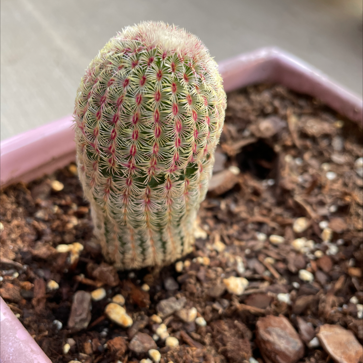 Arizona Rainbow Cactus in a pink pot with visible soil.