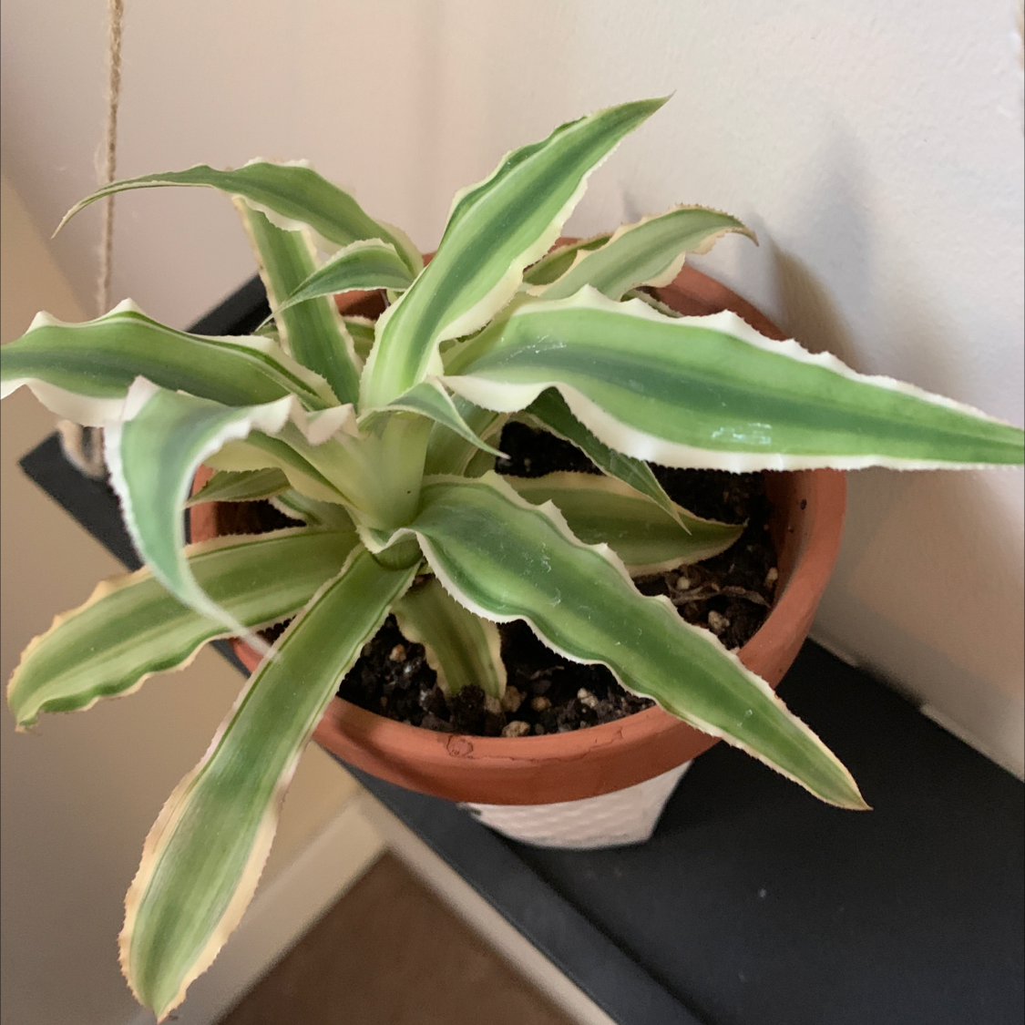 Potted Earth Stars plant with green and white striped leaves, healthy appearance.