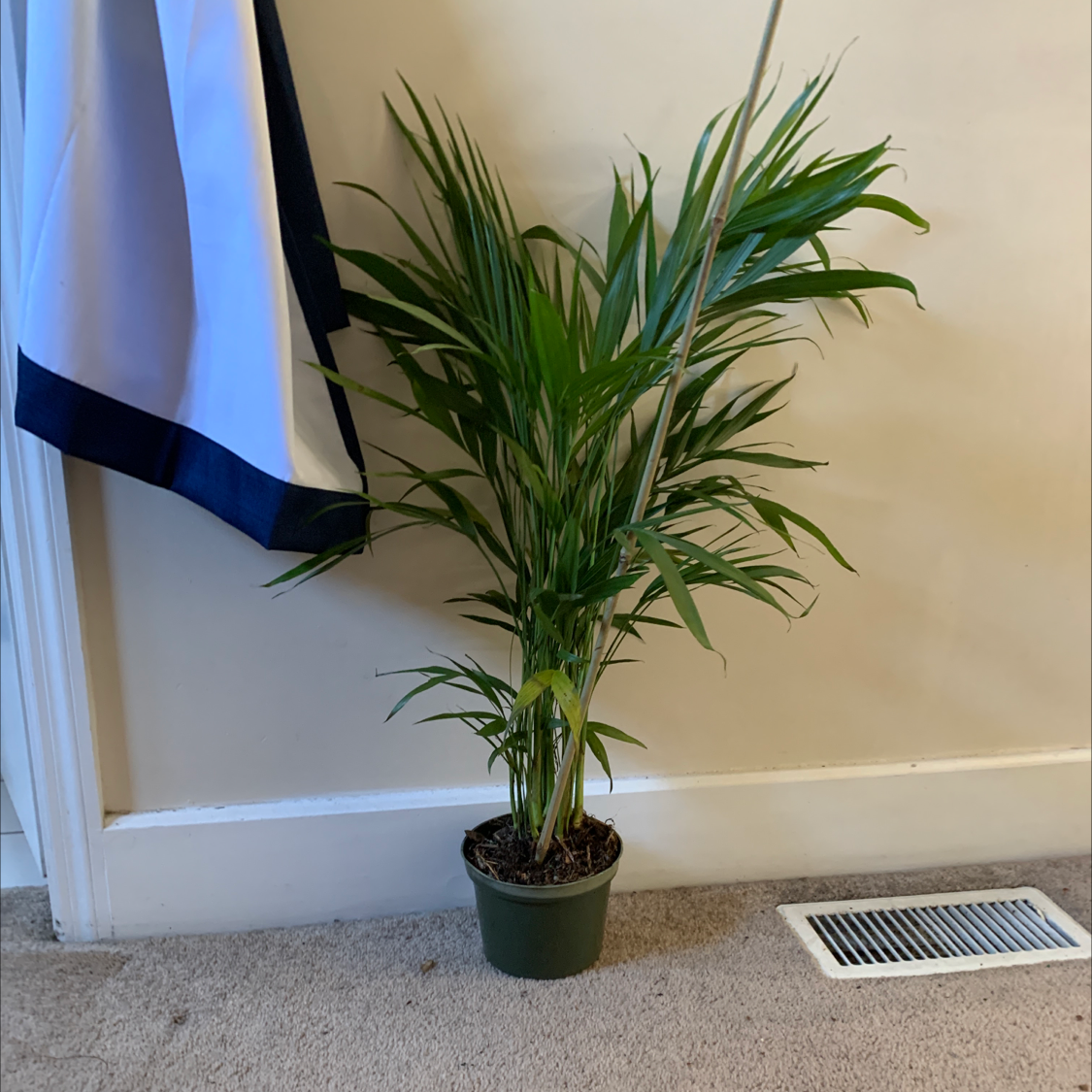 Healthy, lush potted Kentia palm with vibrant green feathery fronds, indoors against a plain wall.