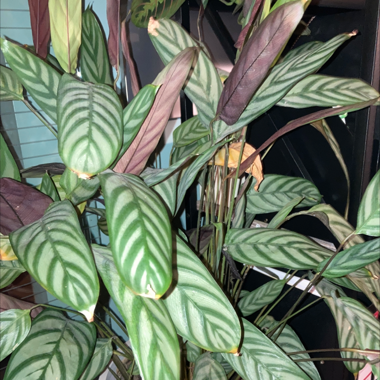 Calathea 'Freddie' plant with striped leaves, some showing browning and yellowing.