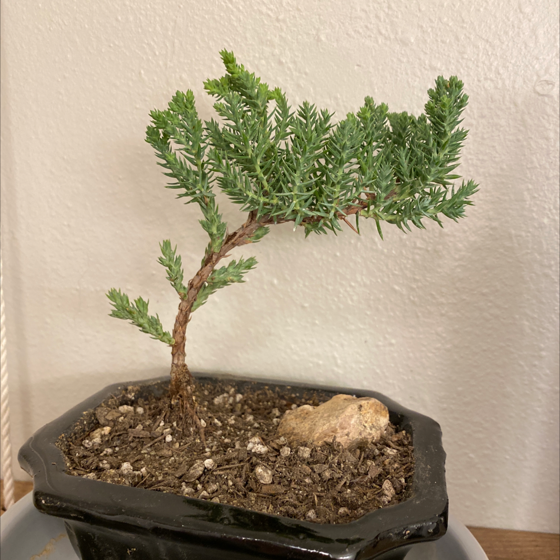 Photo of the plant species Creeping Juniper by @Jnikole48 named Your plant on Greg, the plant care app