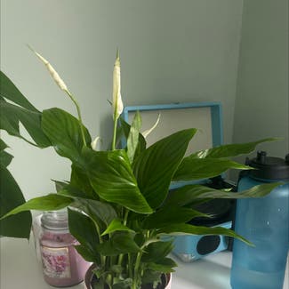Peace Lily plant in Preston, England