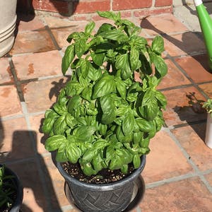Sweet Basil plant photo by @LoLomostera named Winston on Greg, the plant care app.