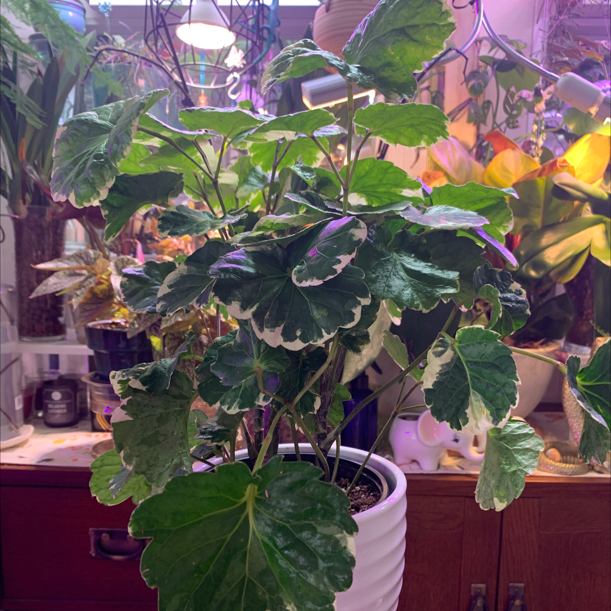 Fabian Aralia plant in a white pot with variegated green and white leaves.