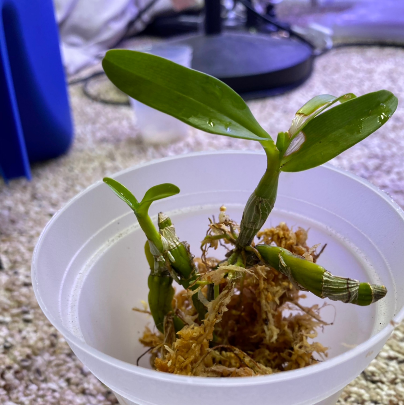 Noble Dendrobium plant in a white container with green leaves and visible roots.