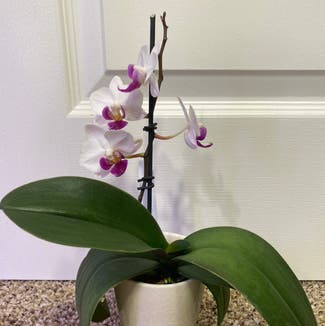 Phalaenopsis orchid plant in Somewhere on Earth