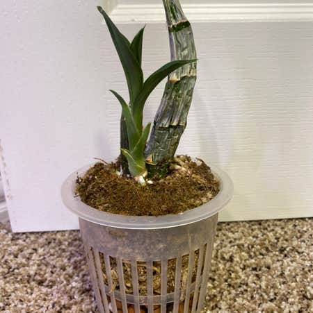 Photo of the plant species Catasetum by @minka named Catasetum on Greg, the plant care app