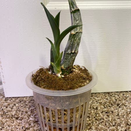Photo of the plant species Catasetum by Minka named Catasetum on Greg, the plant care app