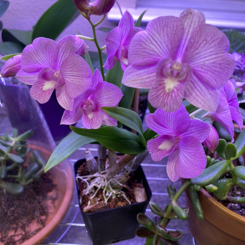 Dendrobium Phalaenopsis orchid with vibrant purple flowers in a pot, appearing healthy.