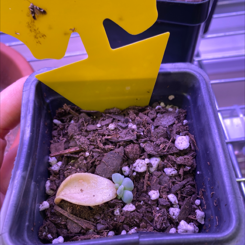 Small Ghost Plant in a pot with visible soil and a yellow marker. One leaf is discolored.