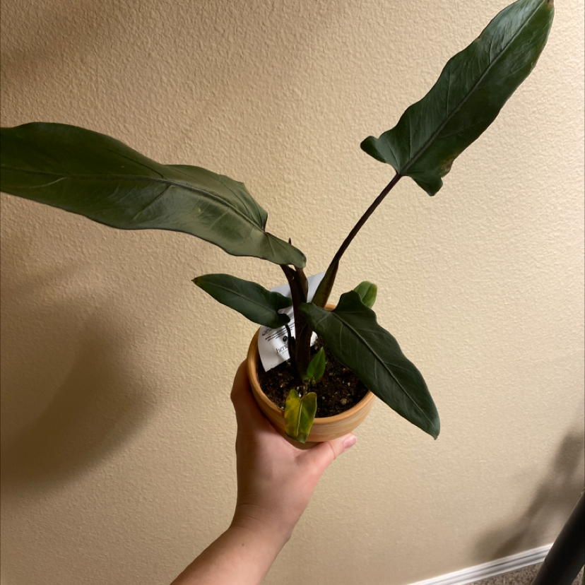 Potted Purple Sword plant with dark green leaves held by a hand.