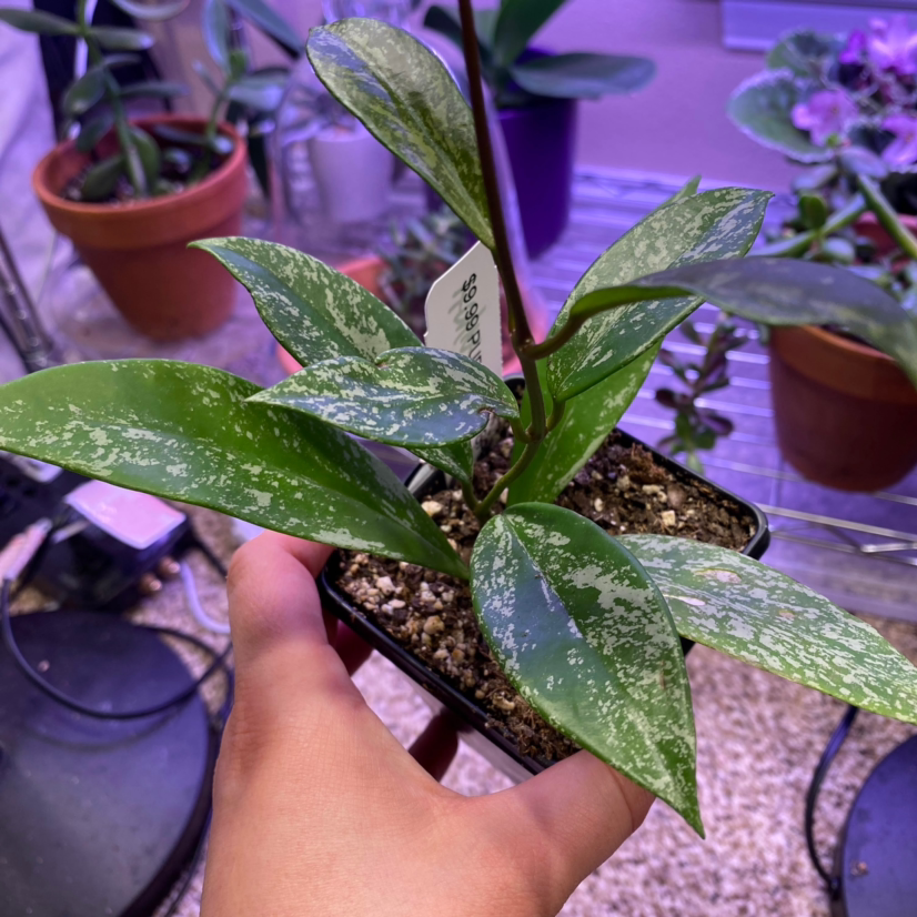 Hoya Pubicalyx plant with variegated leaves held by a hand, soil visible.