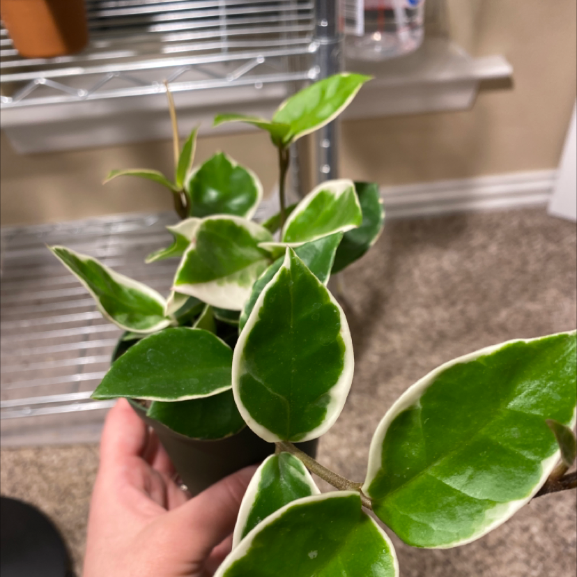 Variegated Hoya carnosa 'Compacta' plant with healthy green and white leaves, held by a hand.