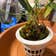 Calculate water needs of Bulbophyllum leandrianum