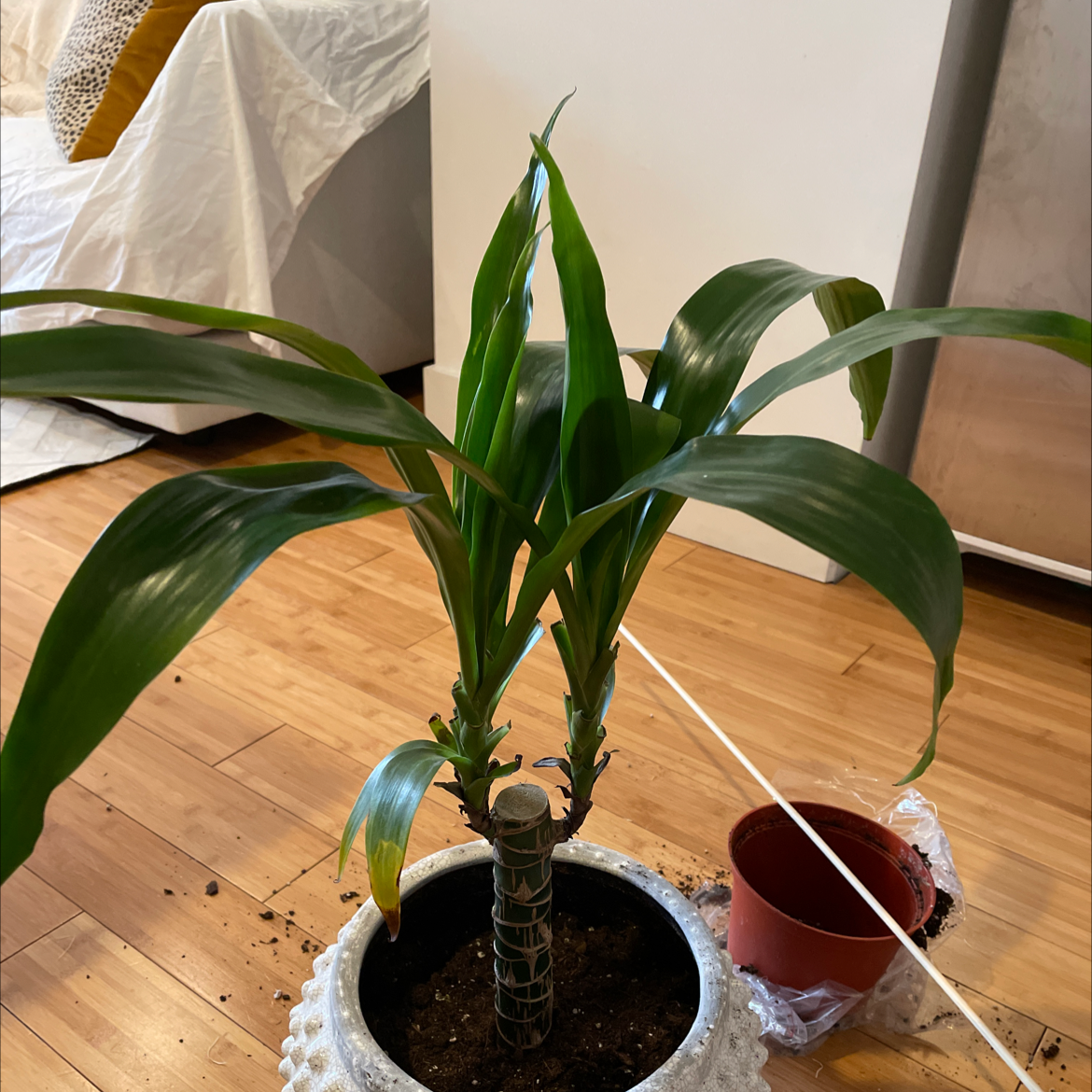 Dracaena 'Janet Craig Compacta' plant in a white pot with visible soil and a small red pot next to it.