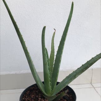 Aloe Vera plant in Celaya, Guanajuato