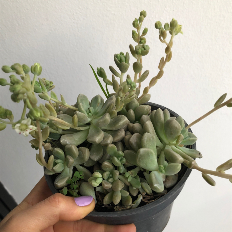 Photo of the plant species Sedum clavatum by @sof named bibble on Greg, the plant care app